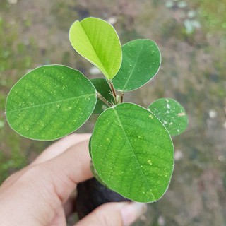 combo 2 cây Kim tiền thảo giống cây vảy rồng làm thuốc