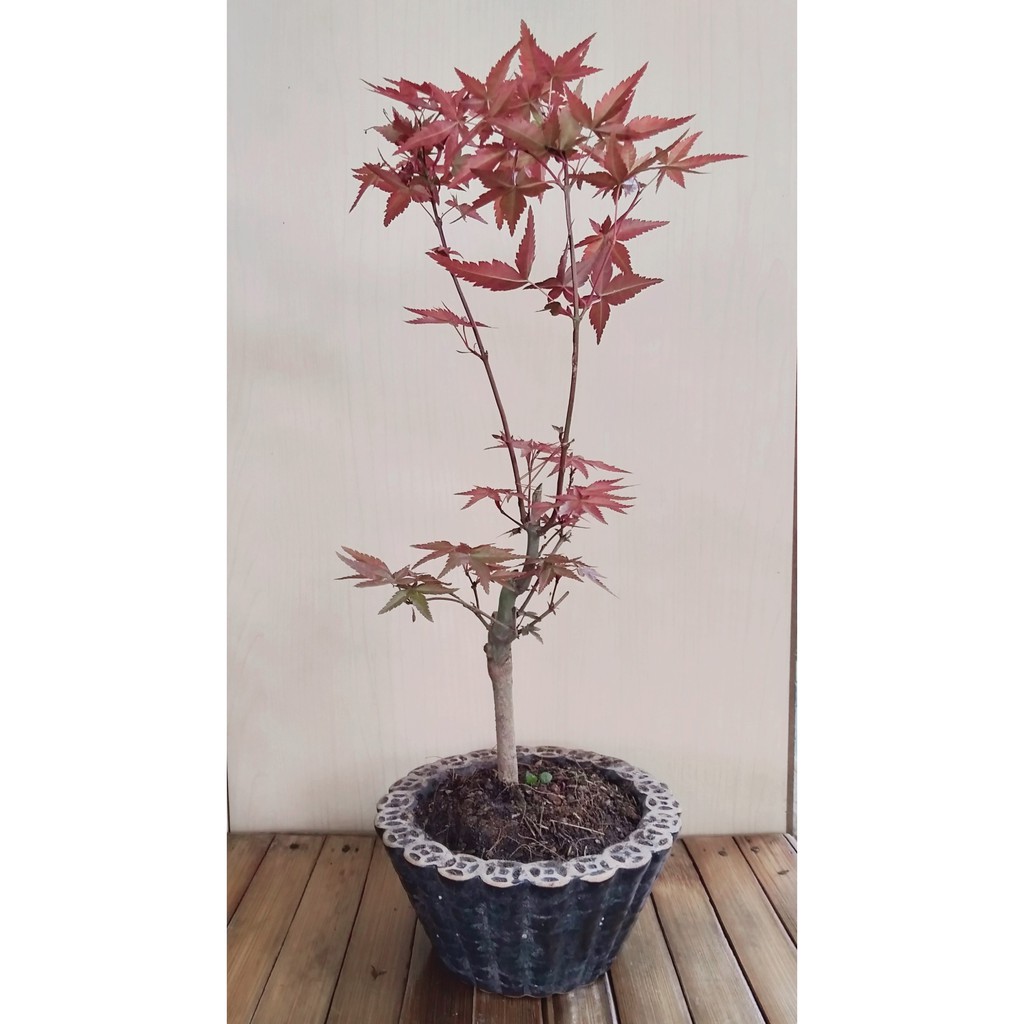 Cây Phong Lá Đỏ Nhật Bản