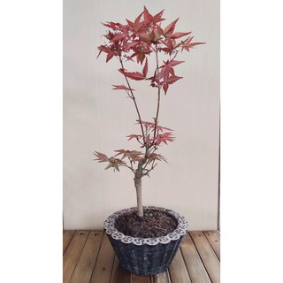 Cây phong lá đỏ nhật bản