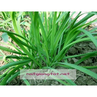 Hạt giống hẹ xanh cao sản