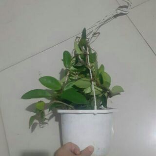 Lan cẩm cù chậu lớn sắp hoa