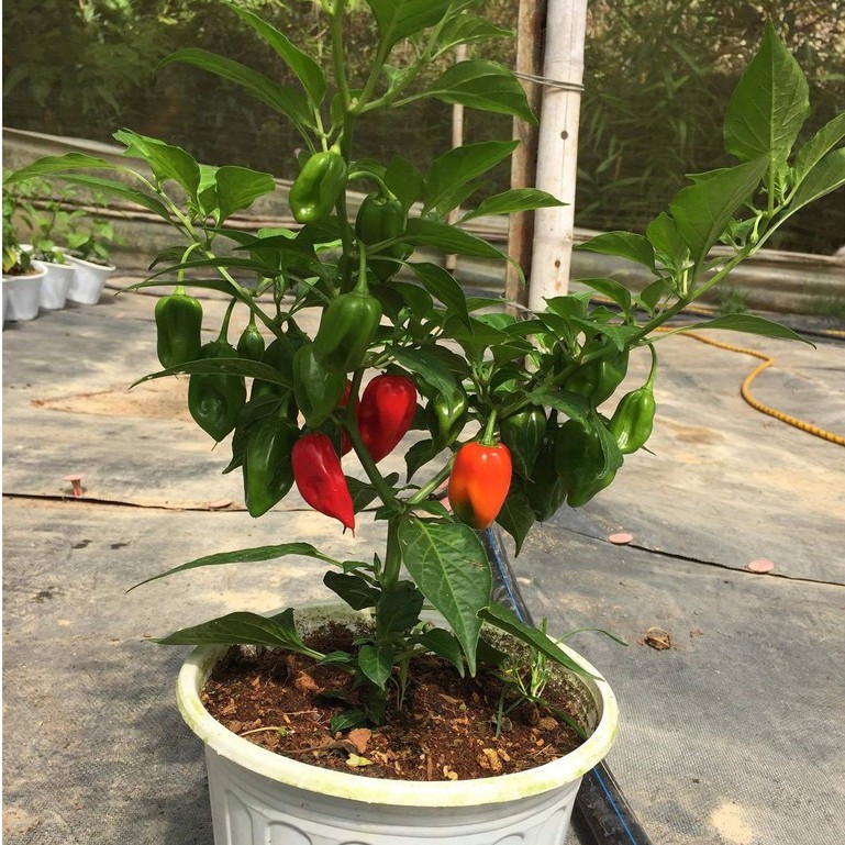 HẠT GIỐNG ỚT SIÊU CAY HABANERO