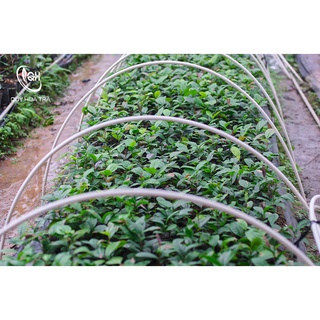 Combo 4 cây giống Trà Hoa Vàng QH Quảng Ninh chuẩn