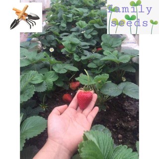 Hạt giống dâu tây đỏ chịu nhiệt tốt f1 Strawberry super TRỒNG HOA TẾT