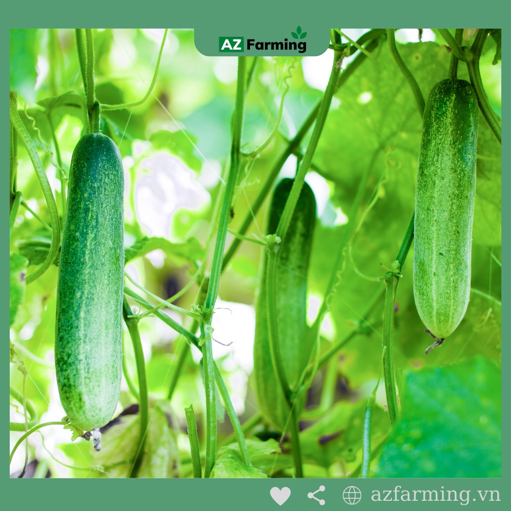 Hạt Giống Dưa Leo (Dưa Chuột) - Gói 100 Hạt - AZ Farming