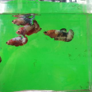 Betta  food