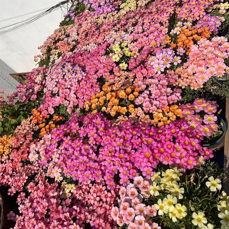 Combo 5 củ hoa Oxalis Obtusa nhiều màu