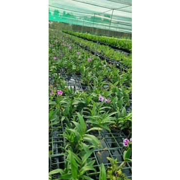Mini yaya chậu F16
