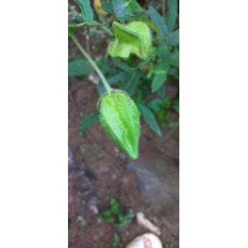 Cây dược liệu sâm bồ chính  1 bầu