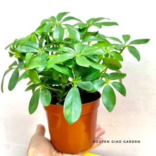 Cây Ngũ Gia Bì (Cây Đuổi Muỗi) trang trí nội thất