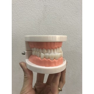 Đồ chơi mô hình hàm răng