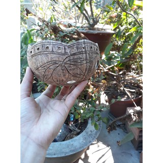 Chậu Gáo Dừa Kiểu