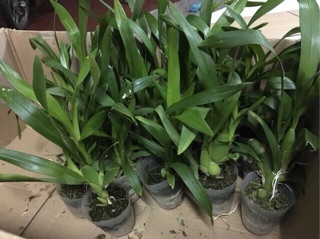 Lan vũ nữ cây giống
