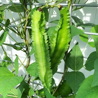 Hạt Giống Đậu Rồng Gói 20g