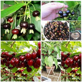 CÂY CHERRY MỸ