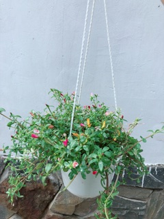 Chậu Hoa Mười Giờ Sam