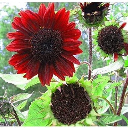 Hạt giống Hoa hướng dương ĐỎ (Helianthus annuus) Hàng năm, Hoa, (30 Hạt)