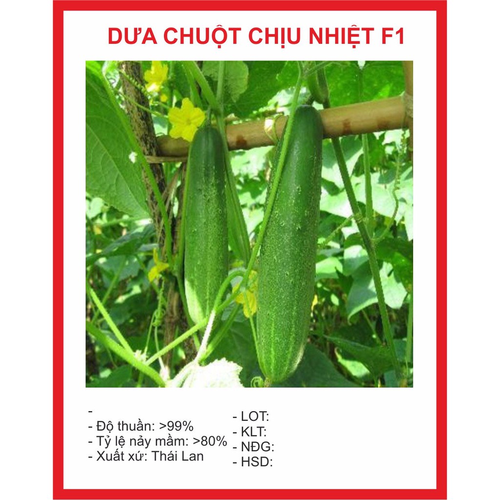Hạt giống Dưa Chuột Chịu Nhiệt 10 Hạt