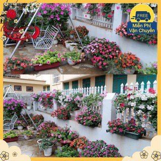 Hạt Giống Dạ Yến Thảo Mix