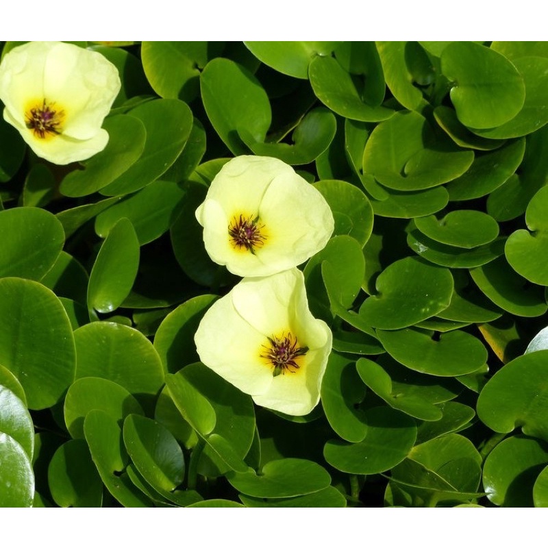 Hydrocleys Nymphoides - Cây Thuỷ Quỳnh - Cây Thuỷ Sinh