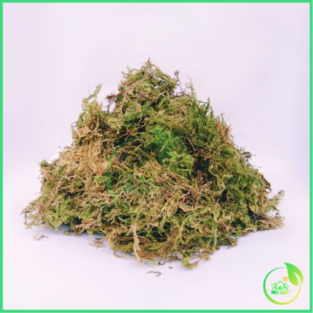 (SIÊU RẺ 1KG)  Rêu Rừng khô đẹp