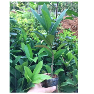 Cây trà đắng cao bằng giống