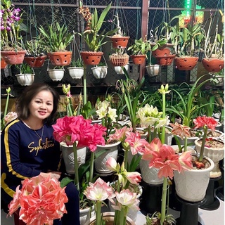 Củ hoa lan huệ, huệ tây cánh kép nhập khẩu nhiều giống