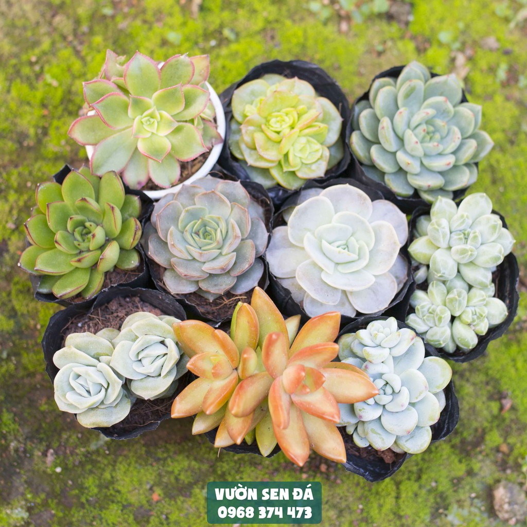 Combo 10 loại sen đá cỡ nhỏ ngẫu nhiên 5-7cm