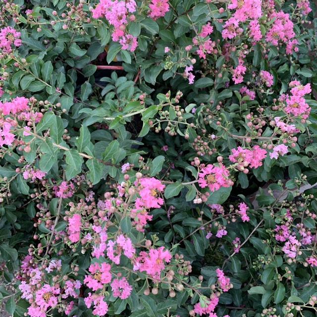 Cây hoa tường vi hồng cao 30-40cm, cây cực kì sai hoa và nụ, thích hợp trồng trang trí sân vườn và gia đình 981SP