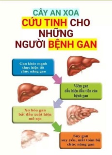 Combo 1 kg an xoa tốt cho gan, lá gan khỏe mạnh