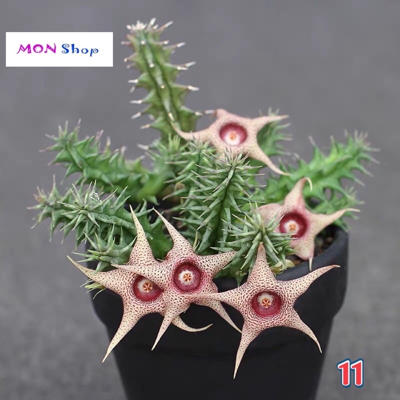 Xương rồng sao biển hoa năm cánh