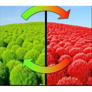 Hạt Giống Cỏ Đổi Màu (100 Hạt) - MUA 3 TẶNG 1 CÙNG LOẠI