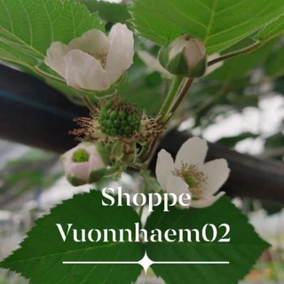 Phúc Bồn Tử (mâm xôi ) đỏ hoặc đen