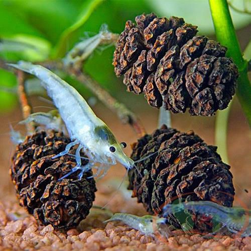 15 Trái Alder Cones  Trái To Chất Lượng Cao