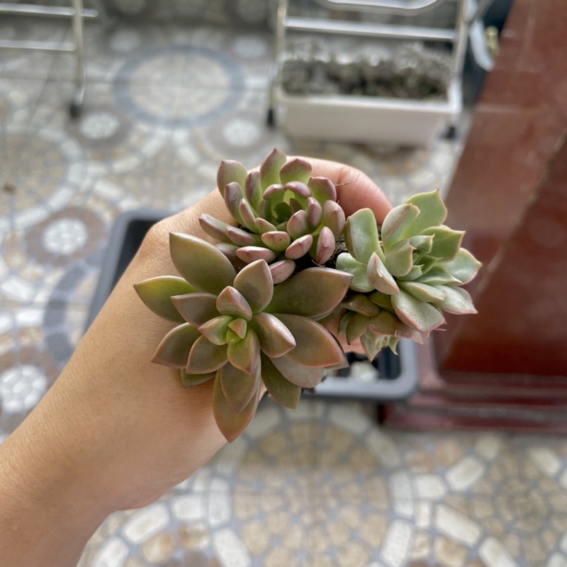 Sen Đá Mini Theo Màu