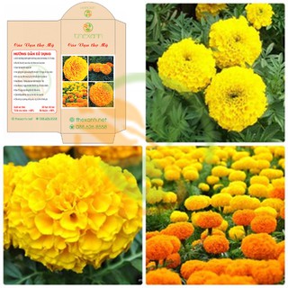 Bộ 3 gói hạt giống Cúc vạn thọ mỹ - THEXANH