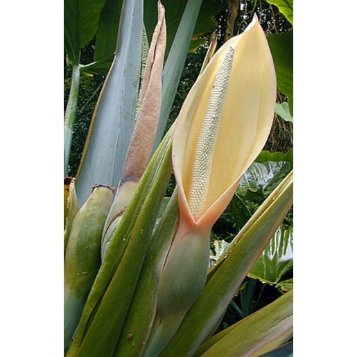 Cây giống ráy voi thân lùn