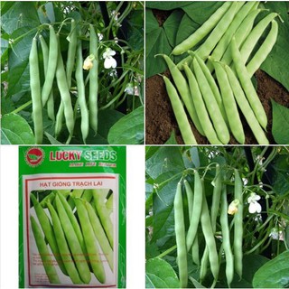 Hạt giống đậu trạch lại - 1 gói 50gram