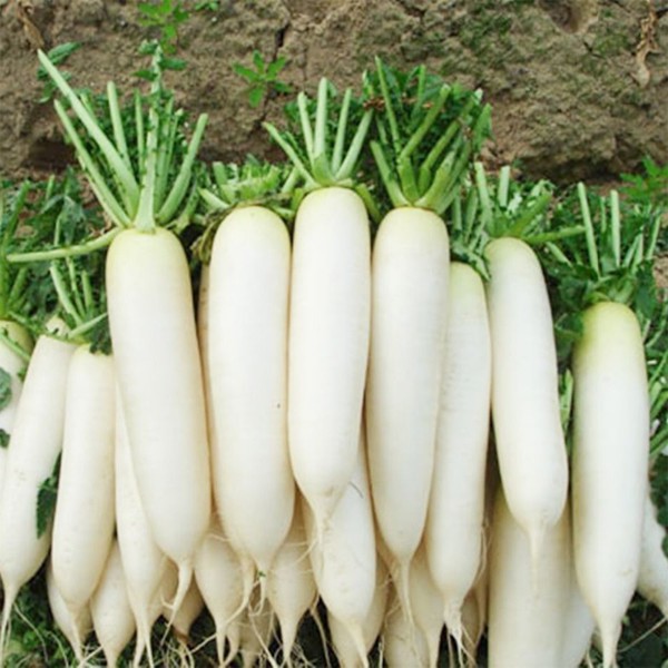 500gr Hạt giống Củ Cải Trắng dài cao sản_Củ cải tuyển NN.55