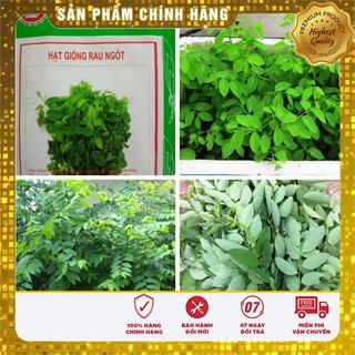 HẠT GIỐNG RAU NGÓT BỐN MÙA  ( gói 1 gr)