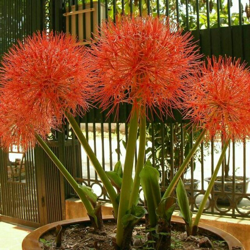 củ giống hoa tú cầu đỏ ,(gửi như hình 3 )