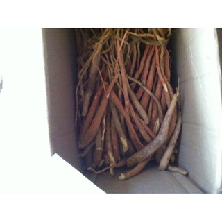 Sâm cau rừng 1kg