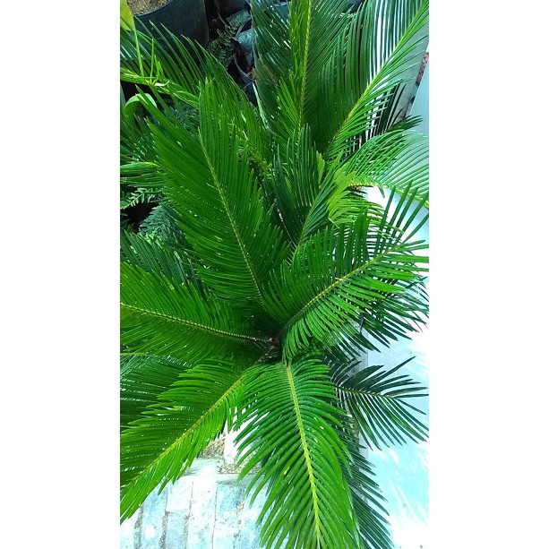 Thiên tuế - Cycas pectinata