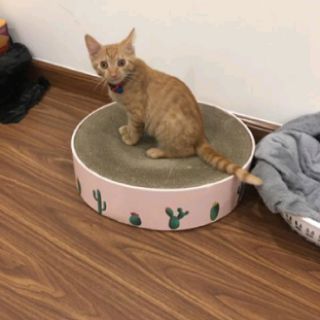 Bàn cào móng cho mèo 😺❤