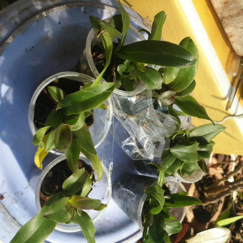 6 chậu cattleya 1 năm tuổi