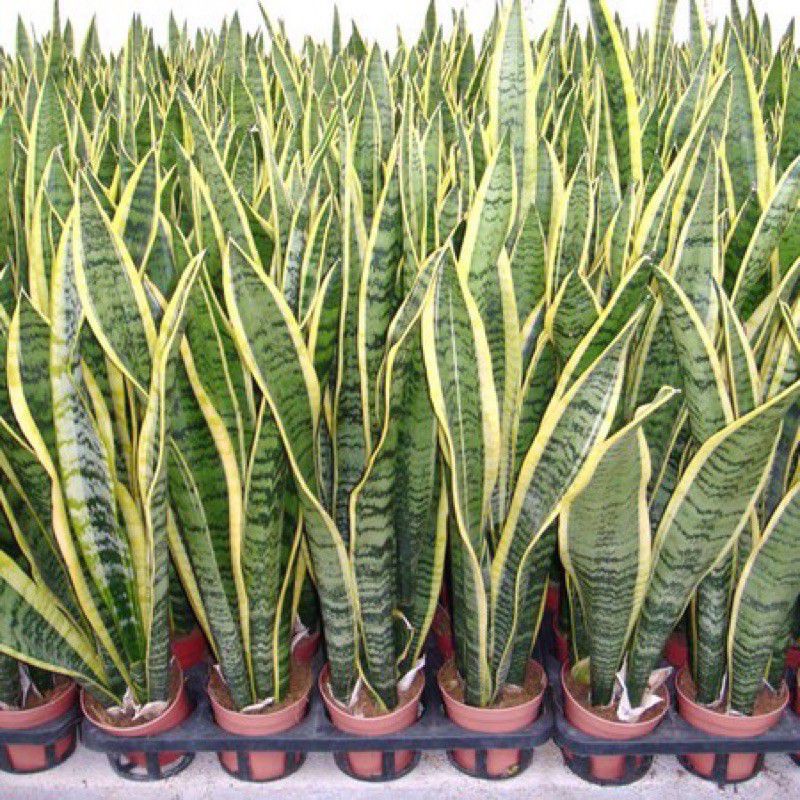 cây lưỡi hổ trừ tà (cao 50 -60 cm)