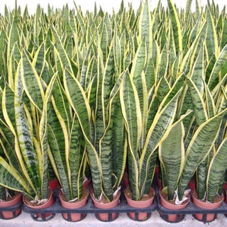 Cây lưỡi hổ trừ tà