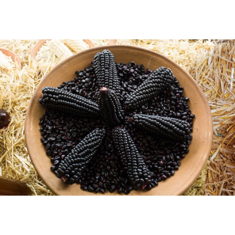 Hạt giống ngô sáp đen Xingao