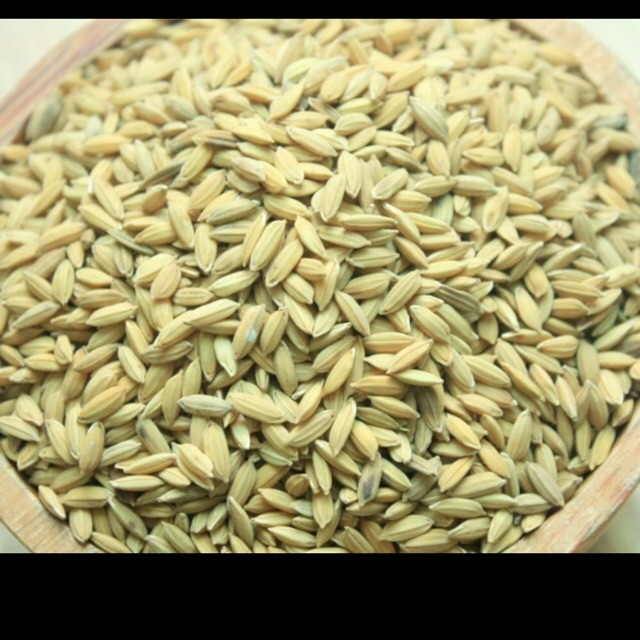 (2kg) lúa hạt thức ăn gà, chim, Bồ câu