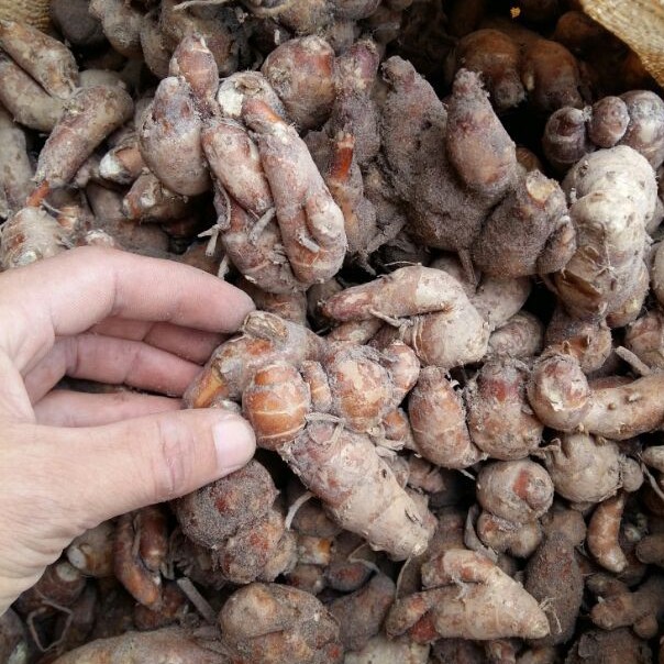 Củ địa liền khô thượng hạng JINDO 1kg